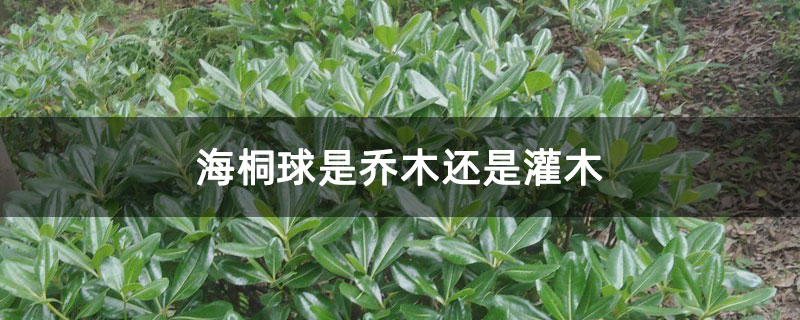 海桐球是乔木还是灌木