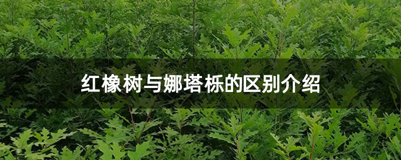 红橡树与娜塔栎的区别介绍