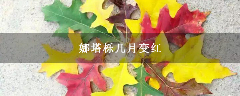 娜塔栎几月变红