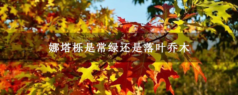 娜塔栎是常绿还是落叶乔木