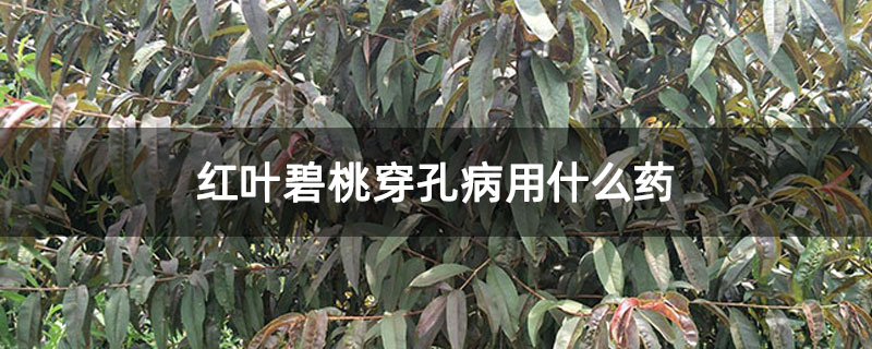 红叶碧桃穿孔病用什么药