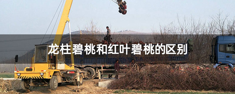 龙柱碧桃和红叶碧桃的区别 龙柱碧桃和红叶碧桃的区别