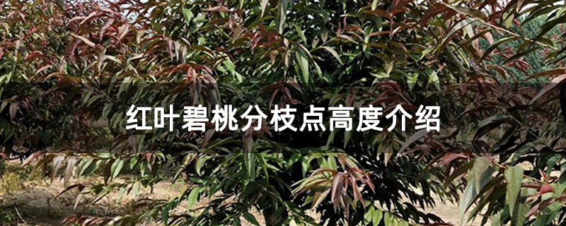 红叶碧桃分枝点高度介绍