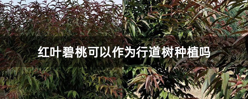 红叶碧桃可以作为行道树种植吗