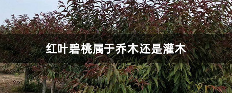 红叶碧桃属于乔木还是灌木