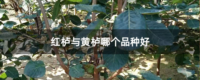 红栌与黄栌哪个品种好