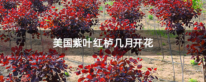 美国紫叶红栌几月开花