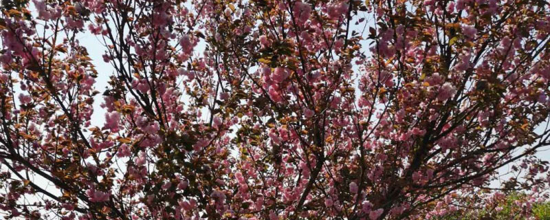 日本的国花是什么花 日本的国花是什么花