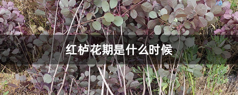 红栌花期是什么时候