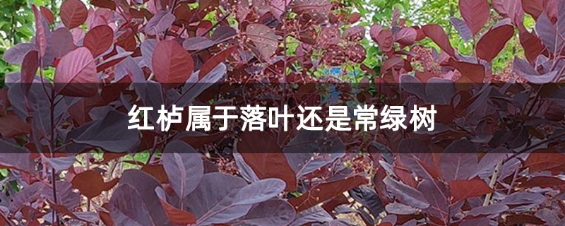 红栌属于落叶还是常绿树