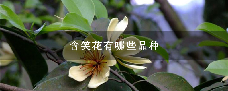 含笑花有哪些品种