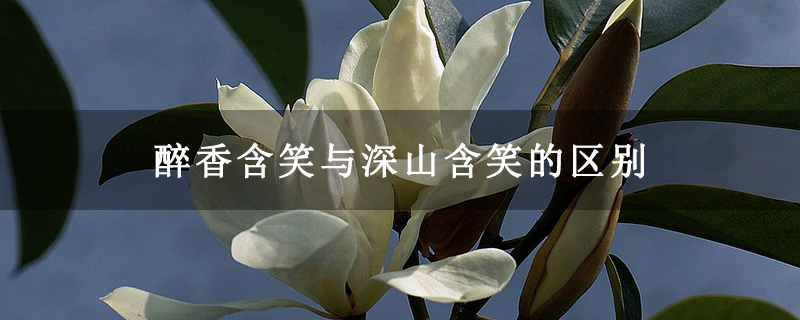 醉香含笑与深山含笑的区别