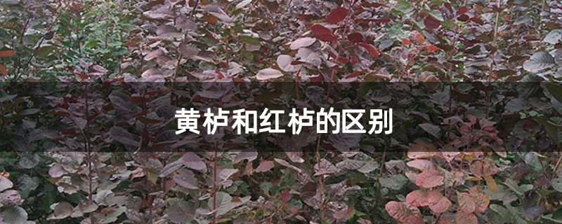 黄栌和红栌的区别