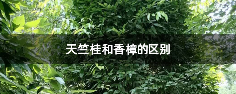 天竺桂和香樟的区别 天竺桂和香樟的区别