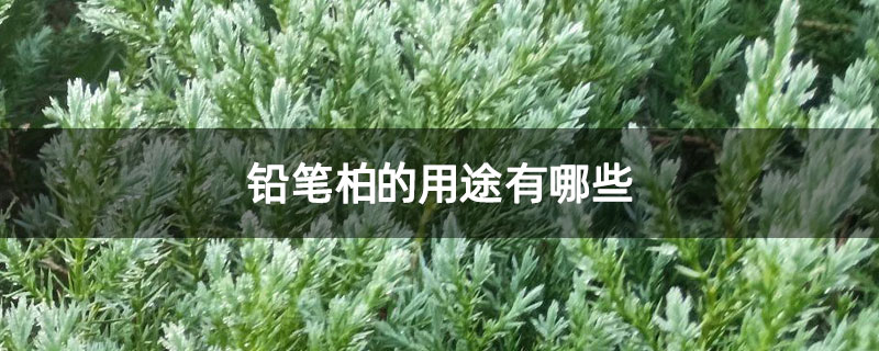 铅笔柏的用途有哪些