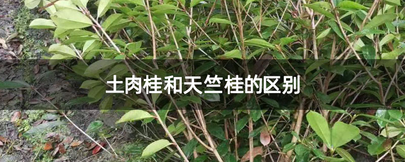 土肉桂和天竺桂的区别