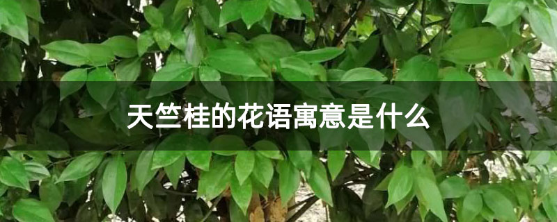天竺桂的花语寓意是什么