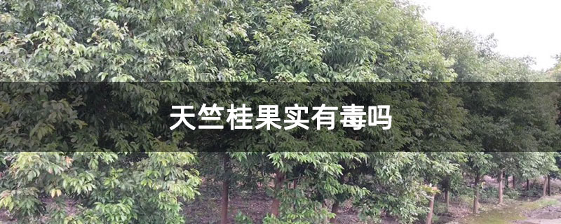 天竺桂果实有毒吗