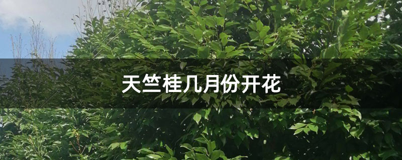 天竺桂几月份开花 天竺桂几月份开花