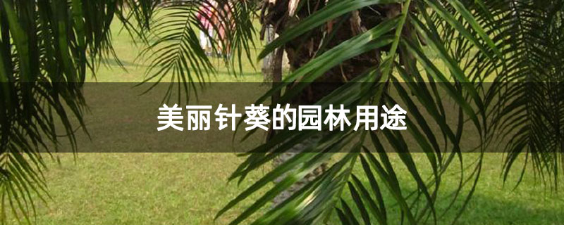 美丽针葵的园林用途