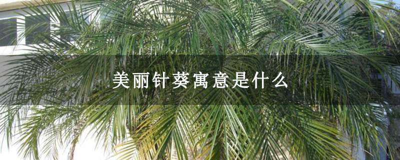 美丽针葵寓意是什么