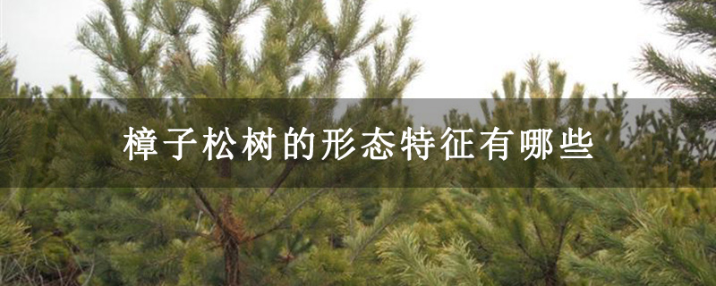 樟子松树的形态特征有哪些