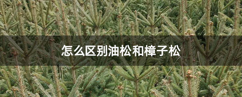 怎么区别油松和樟子松