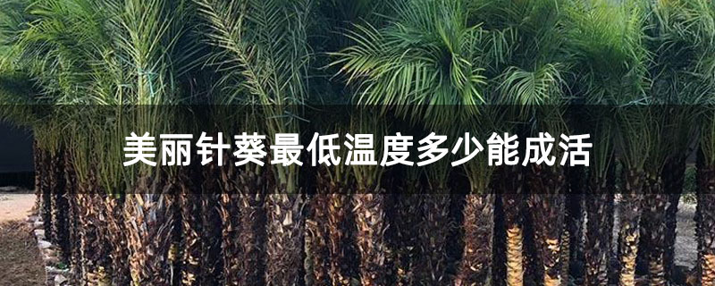 美丽针葵最低温度多少能成活 美丽针葵最低温度多少能成活