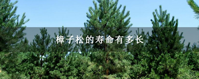 樟子松的寿命有多长