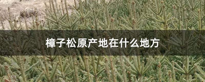 樟子松原产地在什么地方