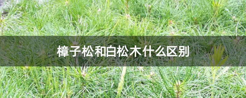 樟子松和白松木什么区别