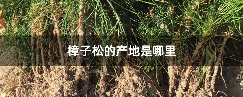 樟子松的产地是哪里