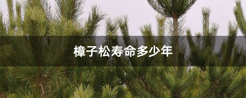 樟子松寿命多少年
