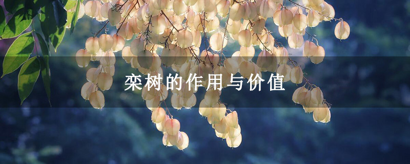 栾树的作用与价值