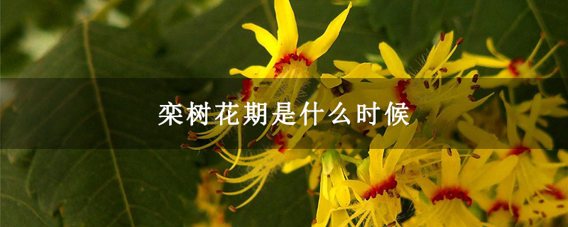 栾树花期是什么时候