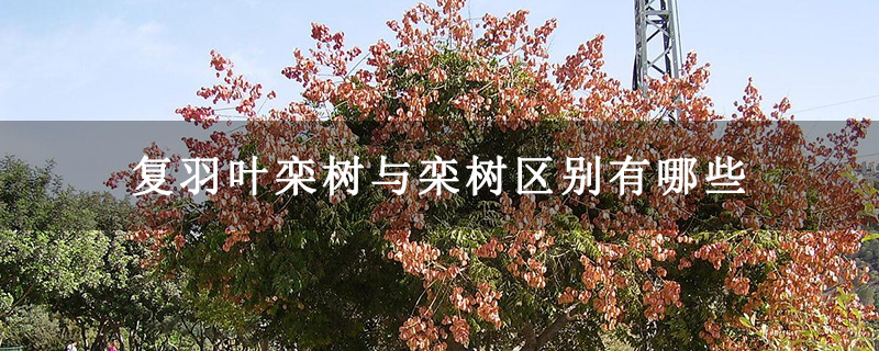 复羽叶栾树与栾树区别有哪些
