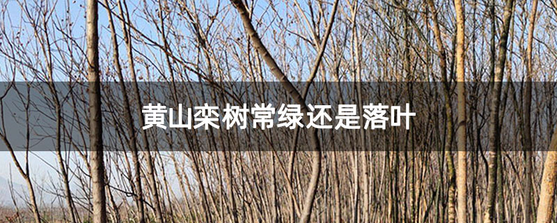 黄山栾树常绿还是落叶