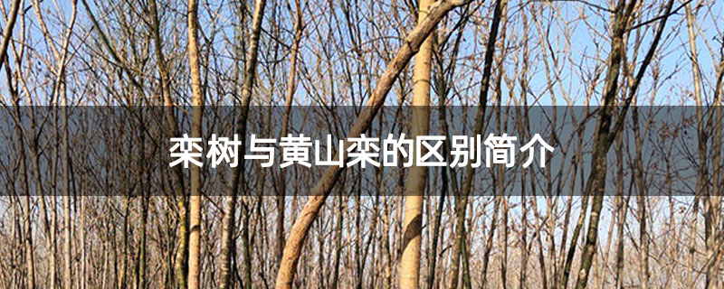 栾树与黄山栾的区别简介