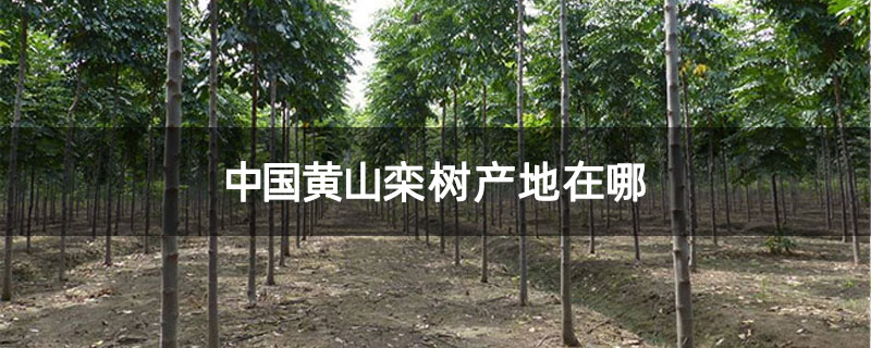 中国黄山栾树产地在哪