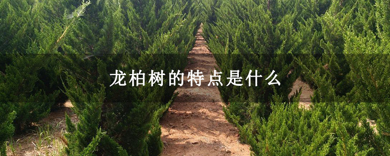 龙柏树的特点是什么
