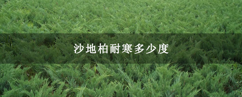 沙地柏耐寒多少度