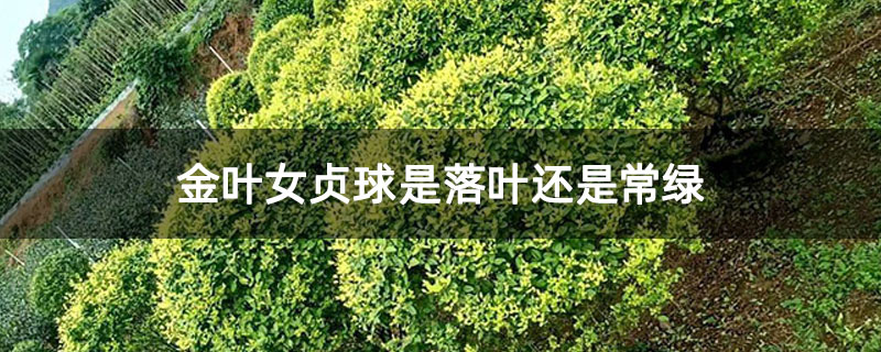 金叶女贞球是落叶还是常绿