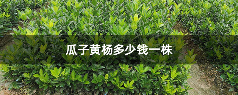 瓜子黄杨多少钱一株 瓜子黄杨多少钱一株