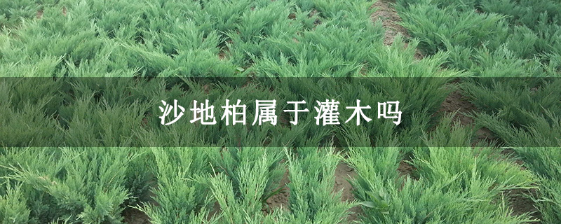 沙地柏属于灌木吗