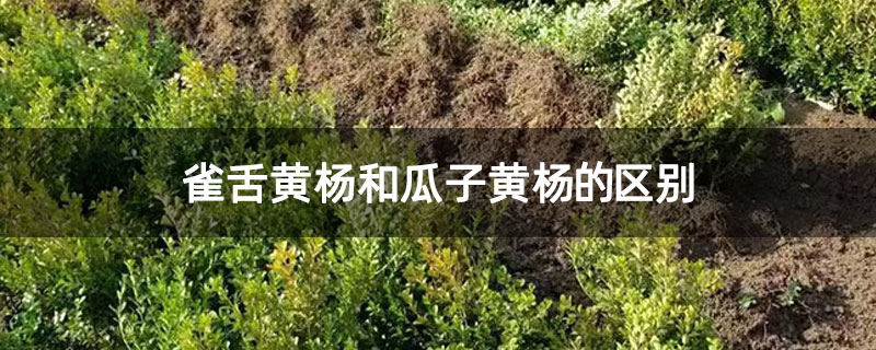 雀舌黄杨和瓜子黄杨的区别