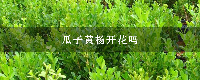 瓜子黄杨开花吗