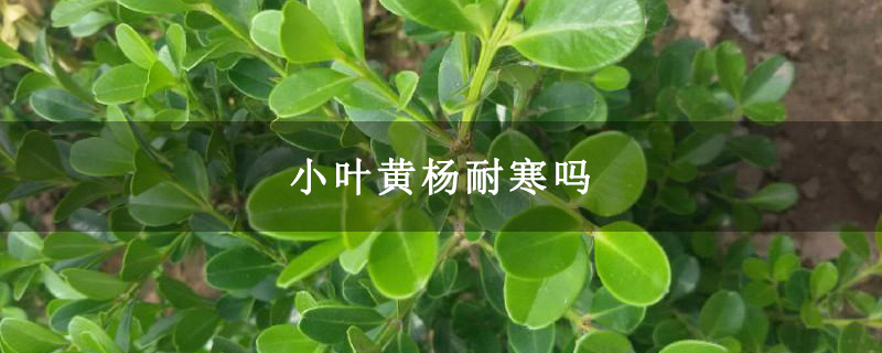 小叶黄杨耐寒吗