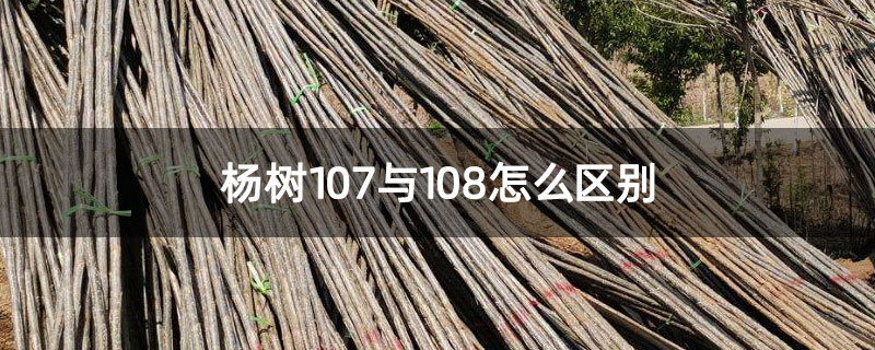 杨树107与108怎么区别