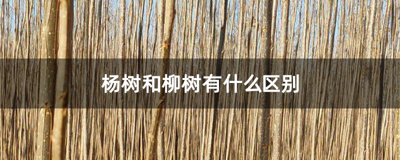 杨树和柳树有什么区别