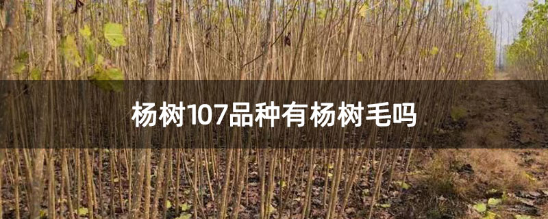 杨树107品种有杨树毛吗 杨树107品种有杨树毛吗